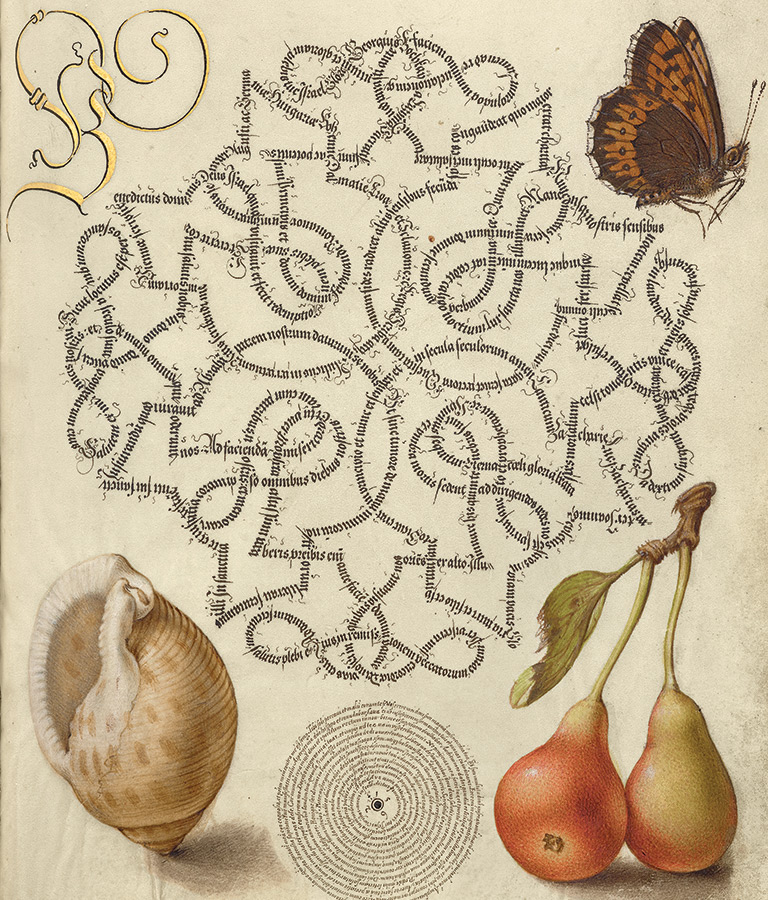 Butterfly, Marine Mollusk, and Pear, from Model Book of Calligraphy (text in Latin), Vienna, about 1591-96; artist, Joris Hoefnagel and scribe, Georg Bocskay. The J. Paul Getty Museum