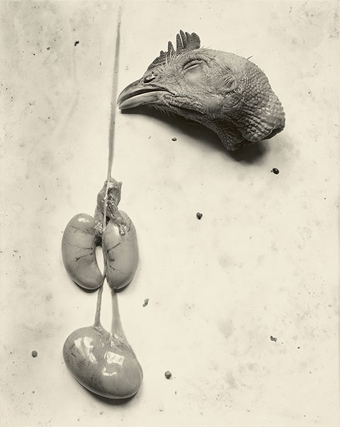 Chicken, 1939, Frederick Sommer, gelatin silver print. The J. Paul Getty Museum. © Frederick and Frances Sommer Foundation 