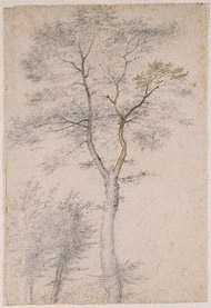 Three Studies of Trees / Bartolommeo
