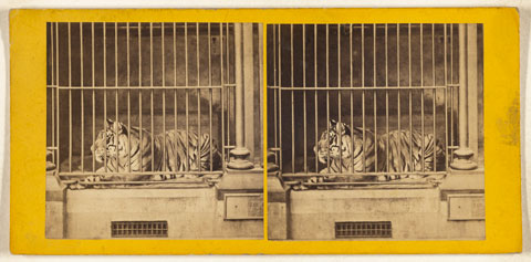 The Tiger (Felis Tigris)