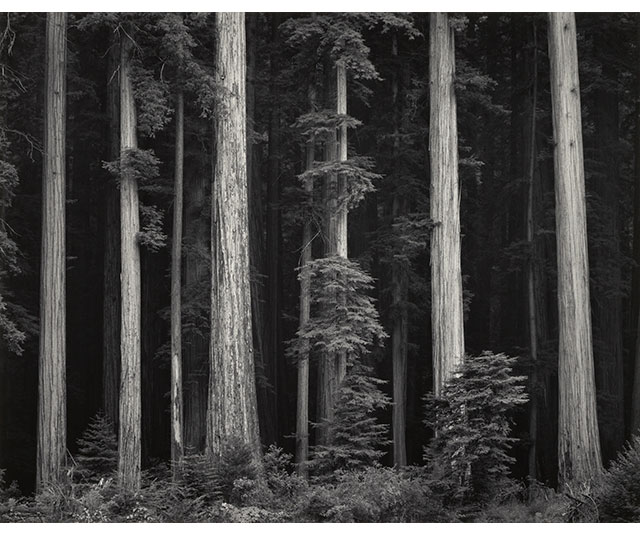 Redwoods, Bull Creek Flat, Northern California