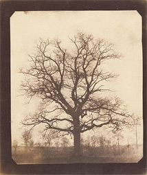 An Oak Tree in Winter / Talbot