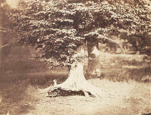 Beech Tree / Le Gray