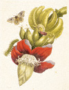 Banana with Automeris liberia Moth / Merian