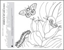 Coloring sheet with Banana with Automeris liberia Moth
