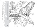 Coloring sheet with White Witch Moth and Hawkmoth