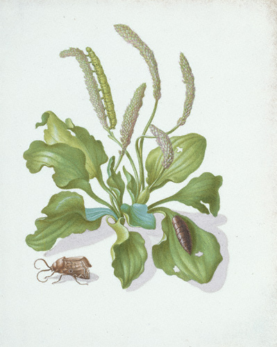 Plantain with Metamorphosis of the Bright-Line Brown-Eye Moth / Merian