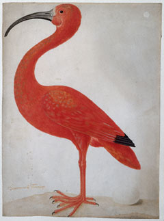Scarlet Ibis with an Egg / Merian
