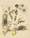 Branch of a Guava Tree with Ants, Tarantulas, Spiders, and a Hummingbird / Merian