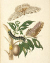White Witch Moth and Hawkmoth / Merian
