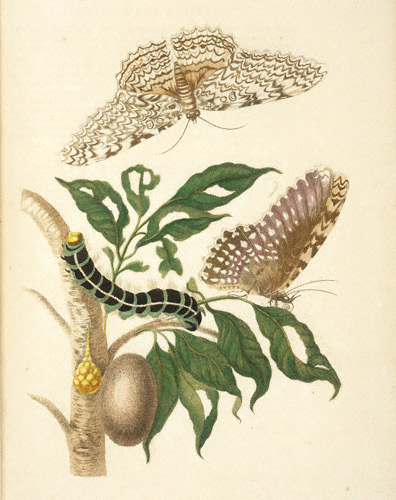 Gumbo-limbo Tree with White Witch Moth and Hawkmoth / Merian