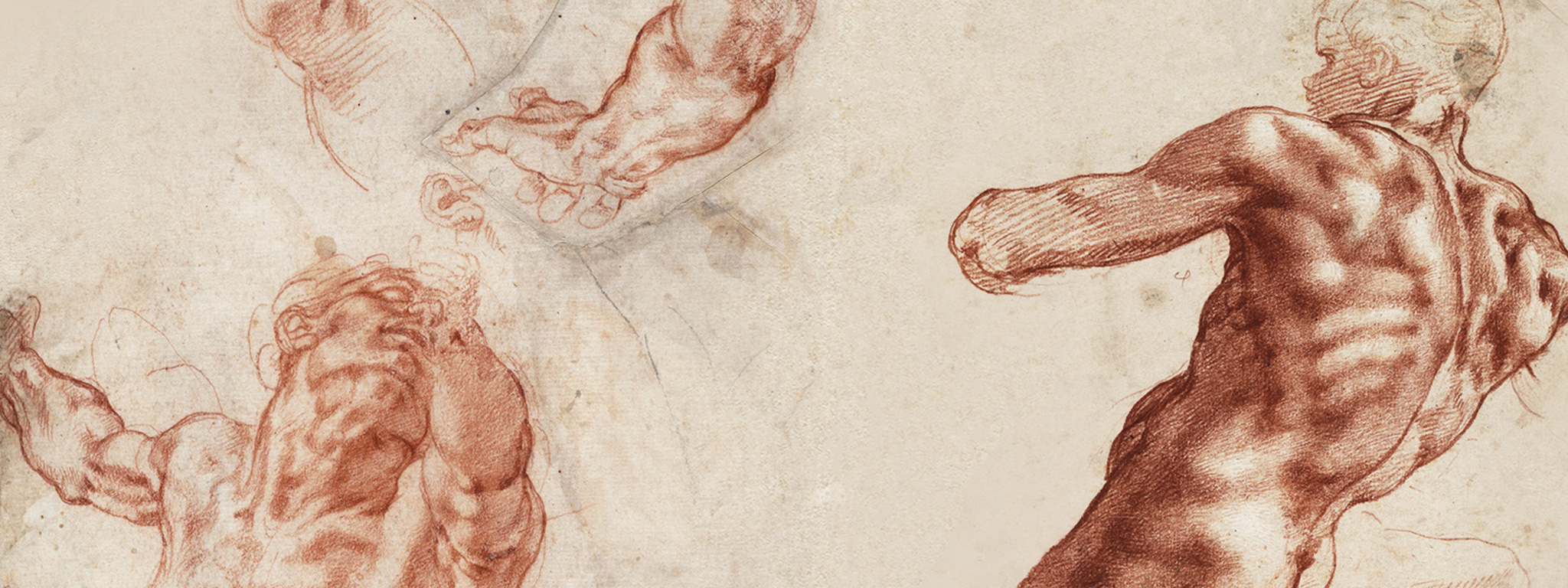 Studies of the upper body of a man and separate studies of an arm, a hand, and an ear; sketch of a tree, recto (detail), 1511–12, Michelangelo Buonarroti, red chalks and black chalk. Teylers Museum, Haarlem. Purchased in 1790. © Teylers Museum, Haarlem. Seated male nude, separate study of his right arm, recto (detail), 1511, Michelangelo Buonarroti, red chalk heightened with white. Teylers Museum, Haarlem, purchased in 1790. © Teylers Museum, Haarlem