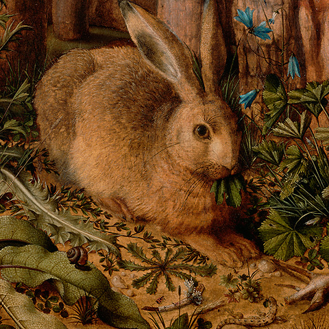 A Hare in the Forest / Hoffmann