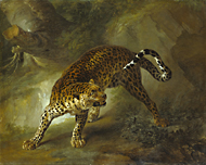 Male Leopard / Oudry