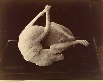 Cast of Dog Killed by the Eruption of Mount Vesuvius / Sommer