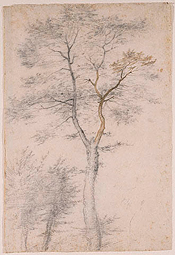 Three Studies of Trees / Baccio della Porta, called Fra Bartolommeo