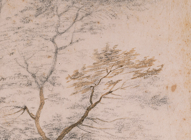 Three Studies of Trees / Bartolommeo