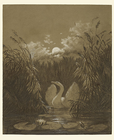 Swan among Reeds / Carus