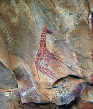 conservation image