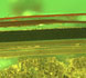 cross section of lacquer layers