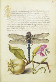 Dragonfly, Pear / Hoefnagel