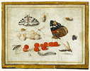 Butterflies, Insects, and Currants / Jan van Kessel