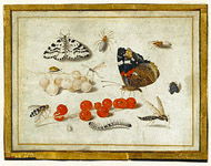 Butterflies, Insects, and Currants / van Kessel