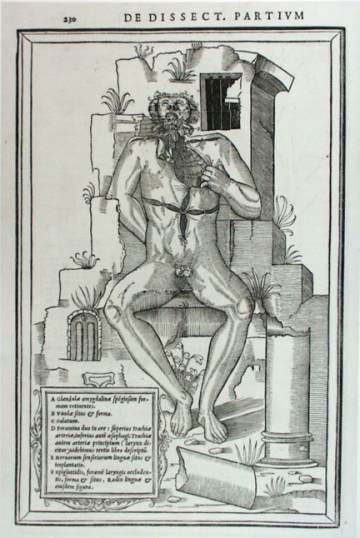 Estienne/Anatomical inset, corpse resting on ruins