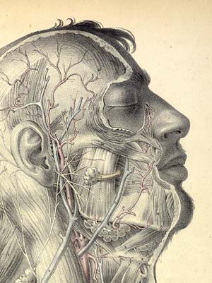 Neuroscience and the Art of Drawing