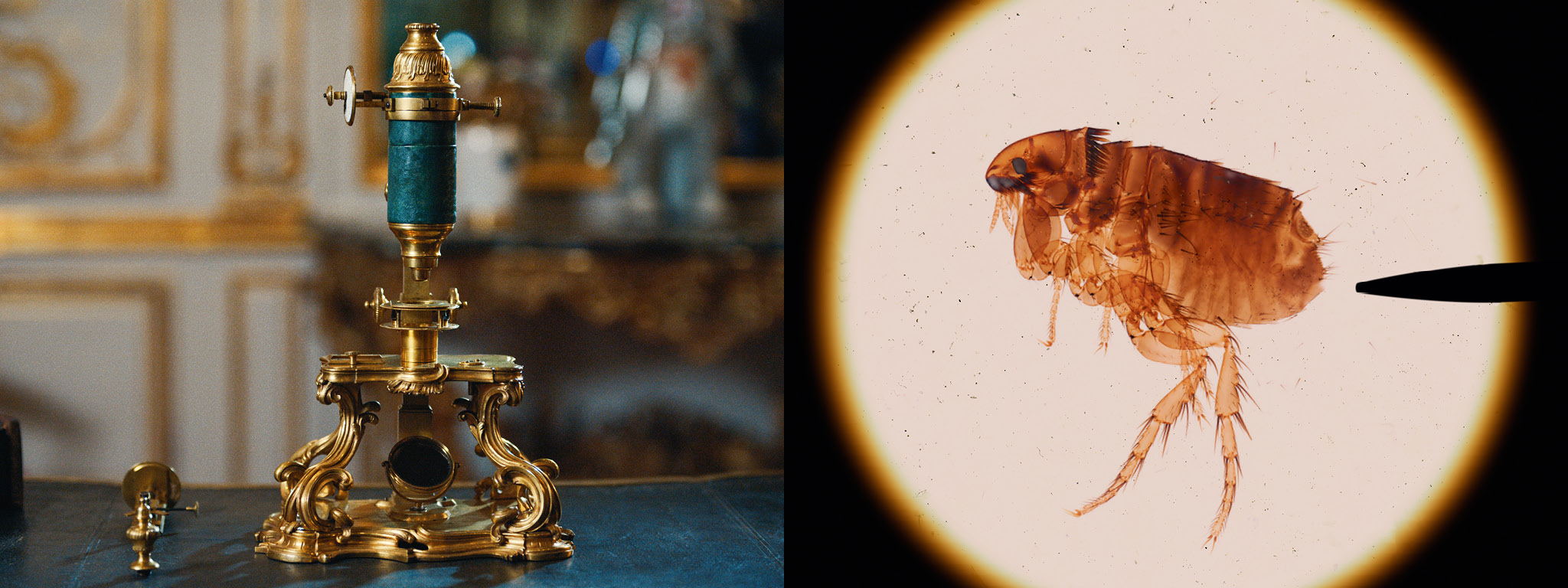 Compound microscope with a micrometric stage, 1750s, French; Cat flea specimen on slide, mid 1800s, French, viewed through a microscope. Getty Museum