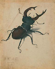 Stag Beetle / Dürer