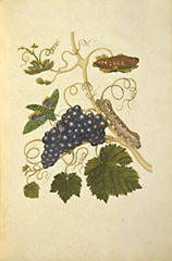 Grapes and Caterpillars / Merian