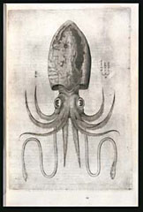 Squid / Salviani