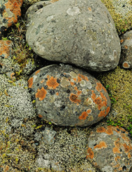 Lichens on River Stones, Iceland / Porter