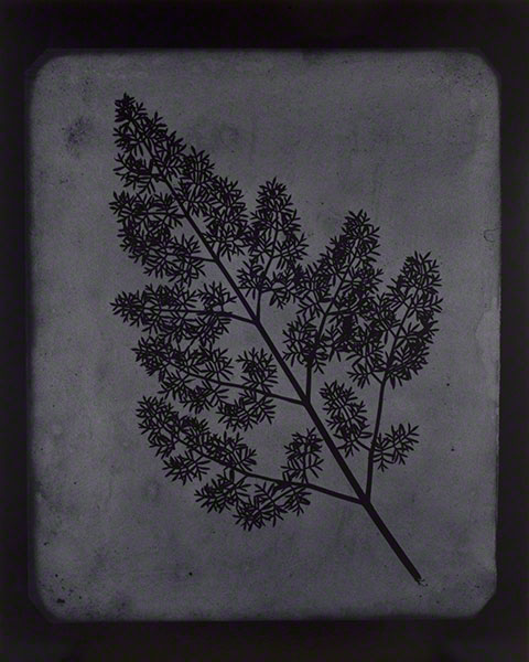 A Stem of Delicate Leaves of an Umbrellifer, circa 1843-1846