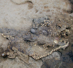 Grave 24 during excavation