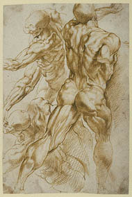 Rubens / Anatomical Studies
