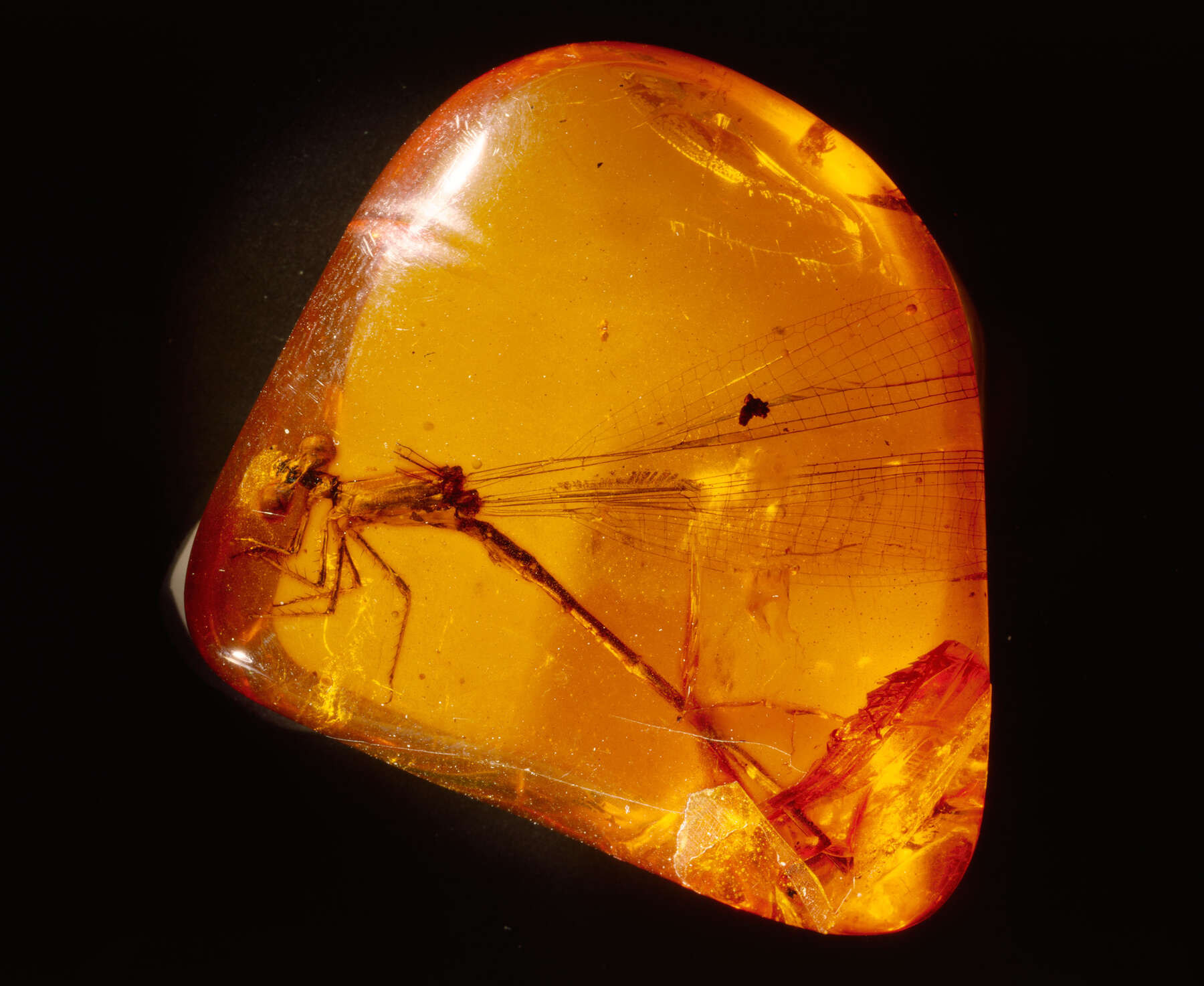 What Is Amber?  Ancient Carved Ambers in the J. Paul Getty Museum