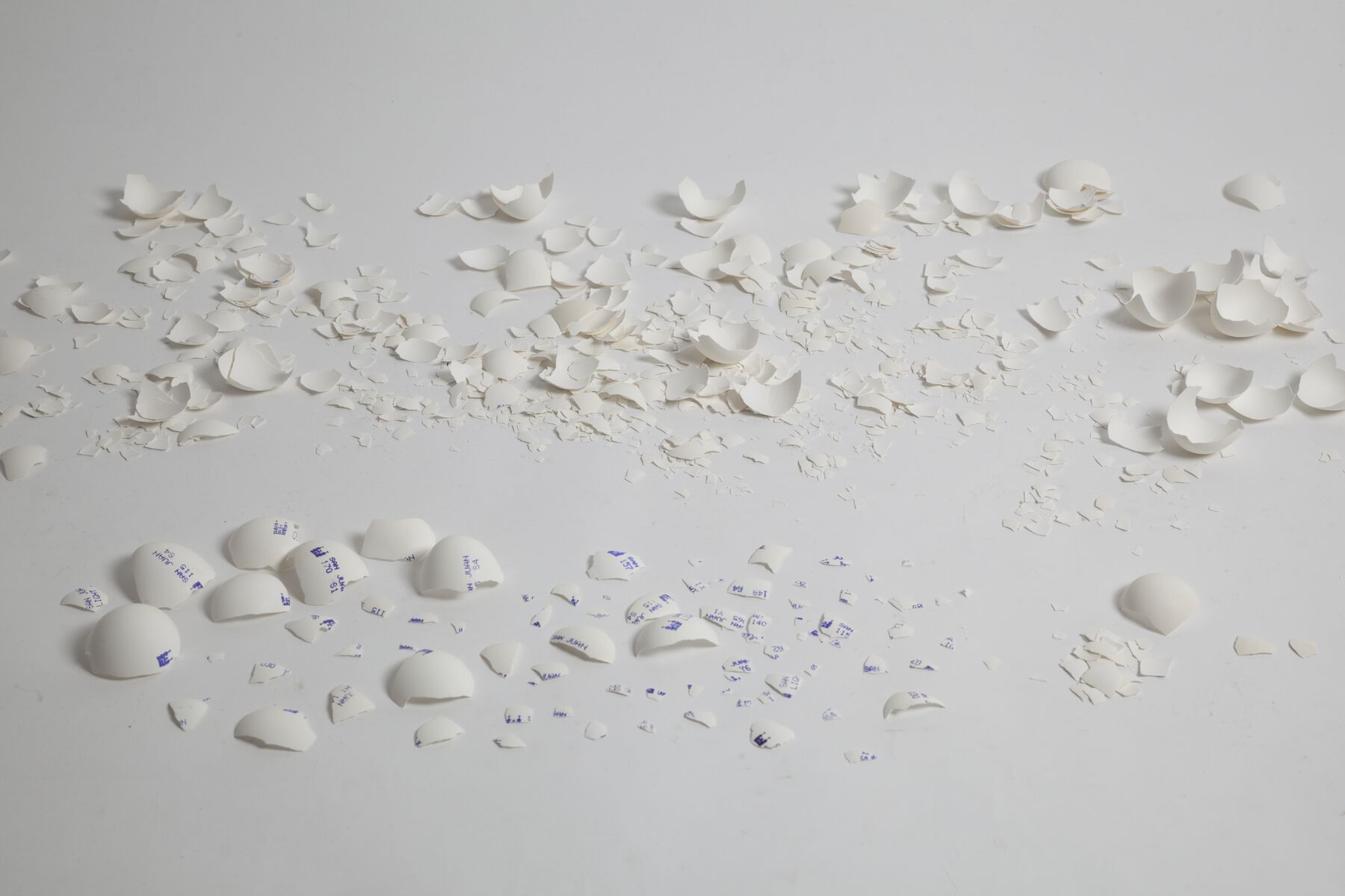 Fragmented white eggshells of various sizes (with purple stamped text on some) against white background