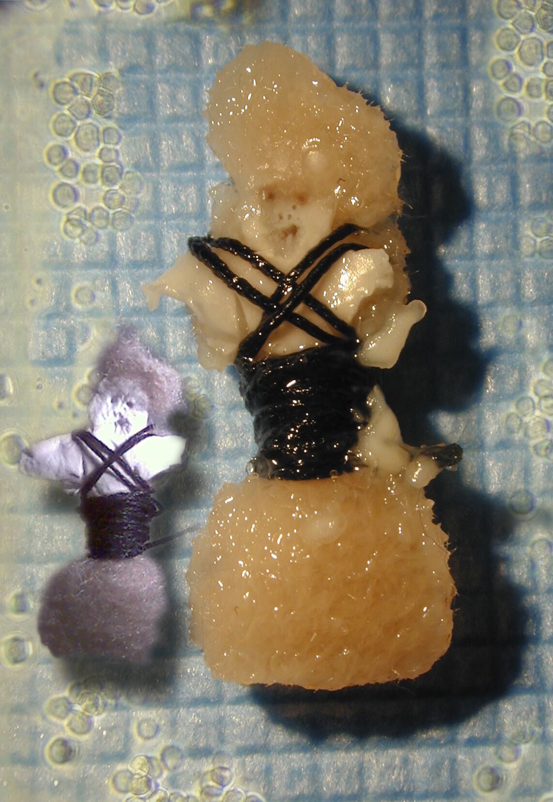 A worry doll made from wet biological tissue alongside a reference picture of what an actual worry doll is supposed to look like