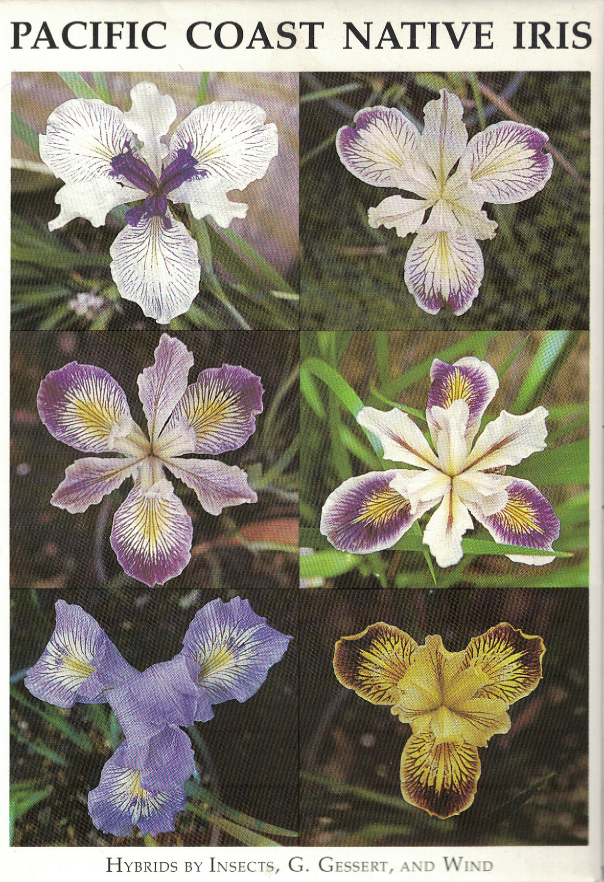 Three-by-two grid of various tri-petal purple, white, and yellow Iris flowers; bottom text reads “Hybrids by Insects, G. Gessert, and Wind”