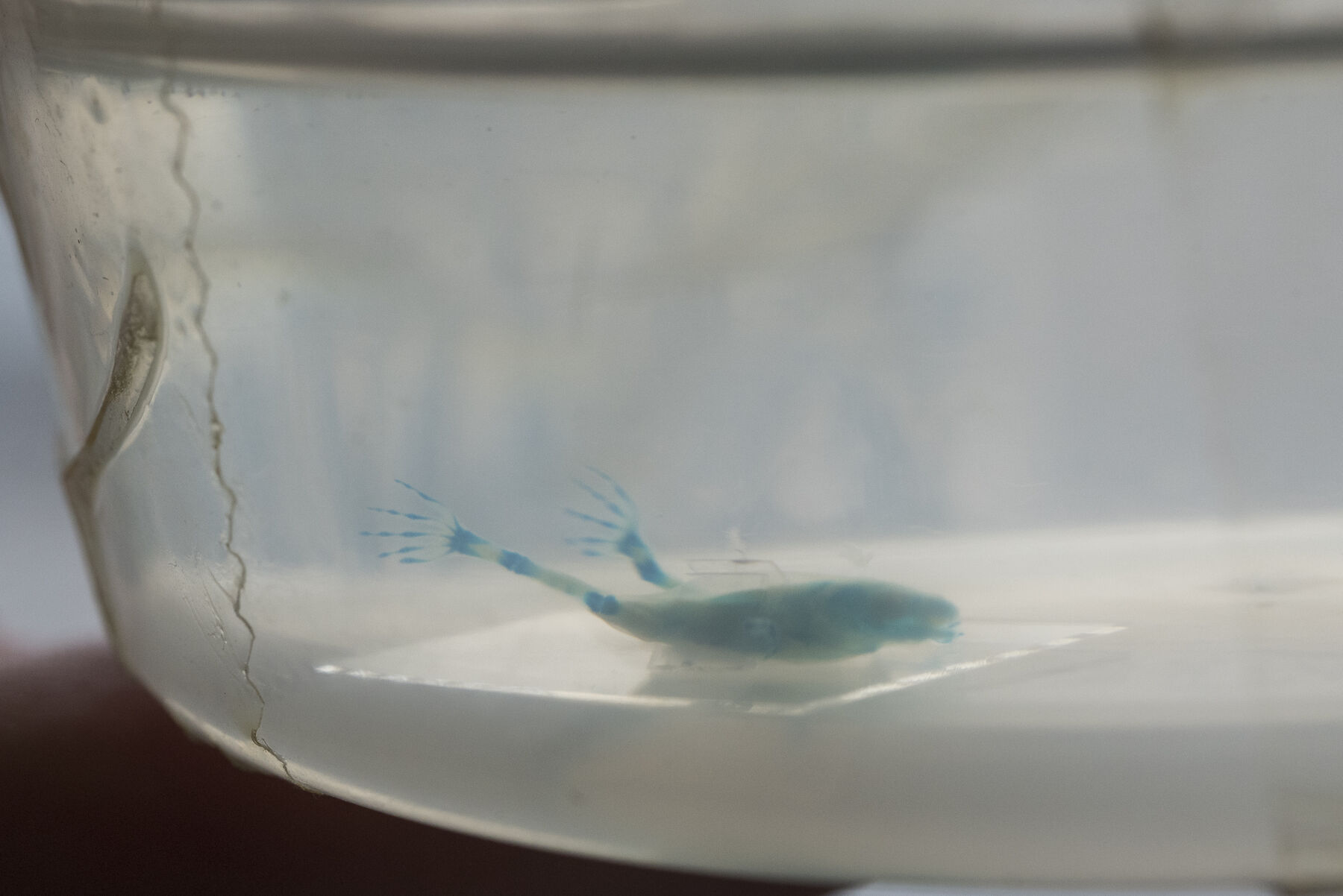 Bluish-green body sample with extruding skeletal-hand-like splayed limbs on rectangular platter in transparent cylindrical case