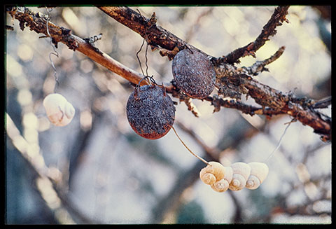 A color photograph documents two thin tree branches strung with two circular metal discs and five snail shells, one part of an artwork by outsider artist Armand Schulthess that once occupied an entire forest.
