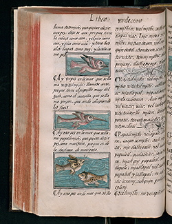 Detail of the Florentine Codex