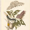 Metamorphosis of the Insects of Surinam / Merian
