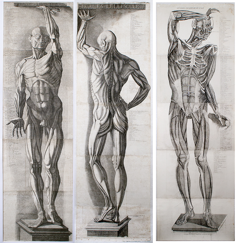 Three life-size écorché engravings / Cattani